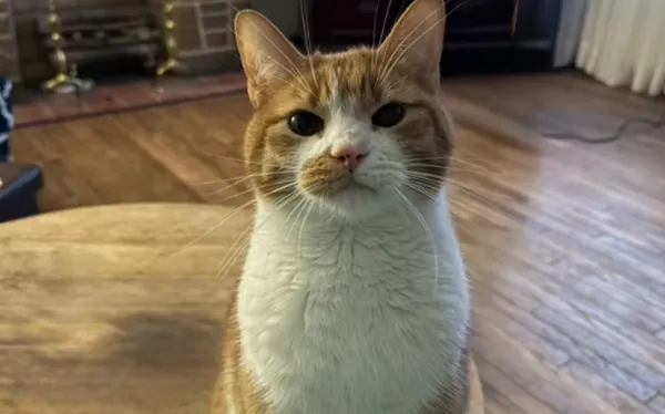 晚上準備睡覺「貓咪突然瘋狂抓門狂叫」　女開門驚嚇：差點沒命。（圖／翻攝自TikTok／crazy_falkin_life）