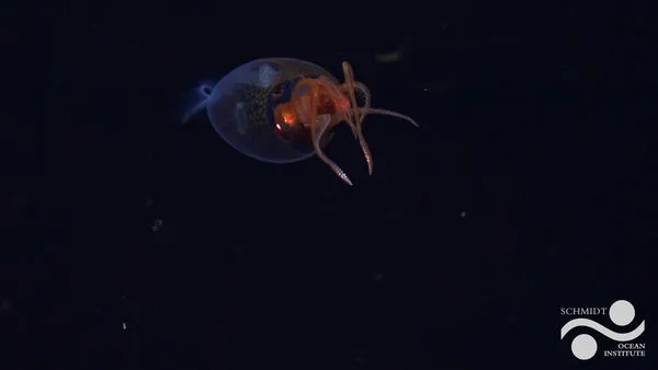 ▲▼首次拍攝到「巨型魷魚幼體」！眼睛閃亮、身體透明影片曝光。（圖／翻攝Schmidt Ocean）