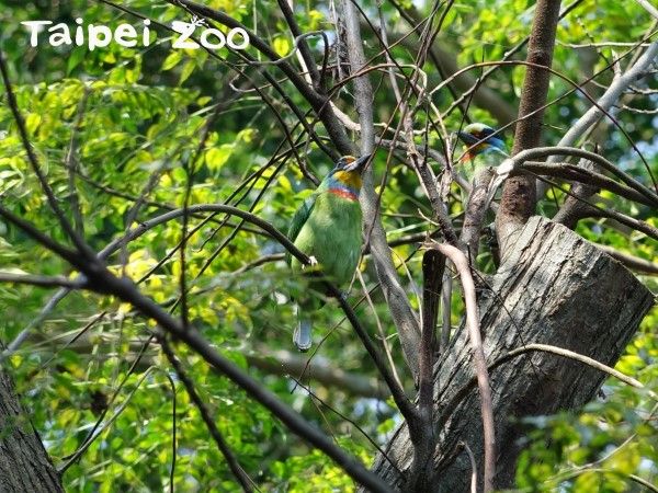 ▲五色鳥及樹鵲皆為野生動物，不得擅自私養。（圖／翻攝自台北市立動物園、農業知識入口網）