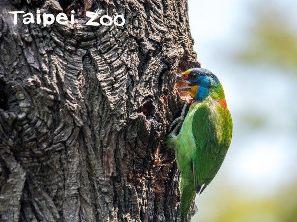 ▲五色鳥及樹鵲皆為野生動物，不得擅自私養。（圖／翻攝自台北市立動物園、農業知識入口網）