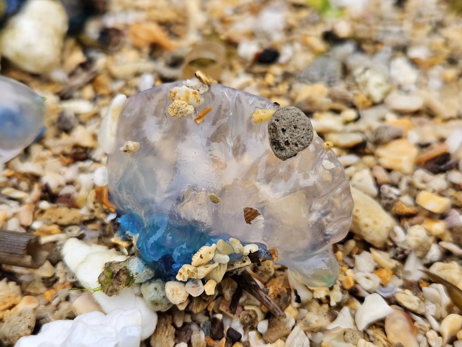 ▲北海岸驚見「世界第三毒」僧帽水母。（圖／翻攝自《北海岸驚見「世界第三毒」僧帽水母》臉書粉專）