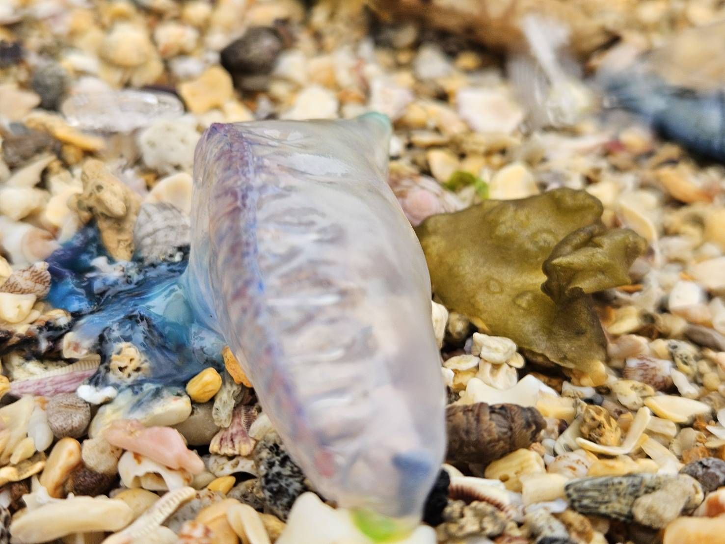 ▲北海岸驚見「世界第三毒」僧帽水母。（圖／翻攝自《北海岸驚見「世界第三毒」僧帽水母》臉書粉專）