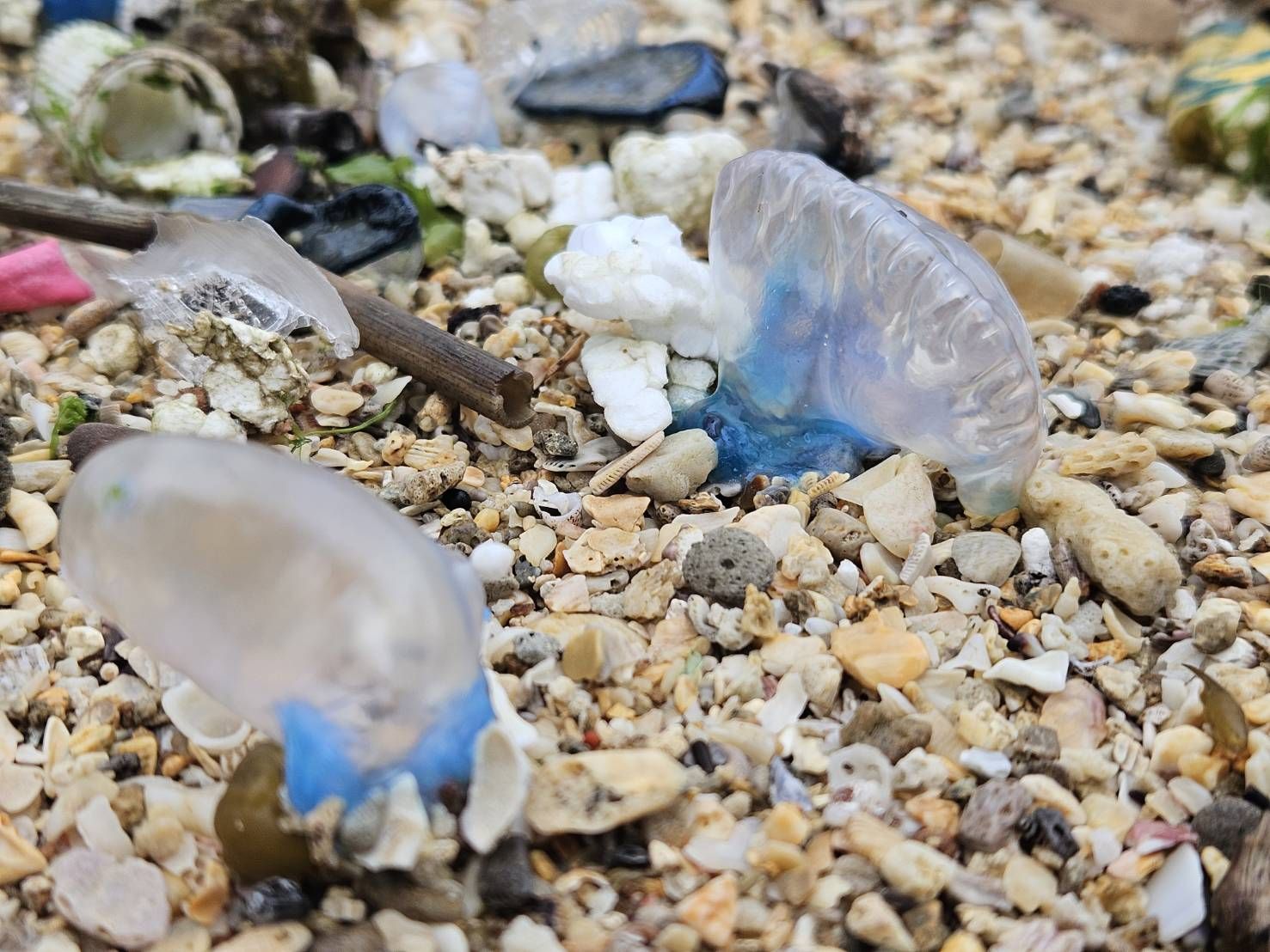 ▲北海岸驚見「世界第三毒」僧帽水母。（圖／翻攝自《北海岸驚見「世界第三毒」僧帽水母》臉書粉專）