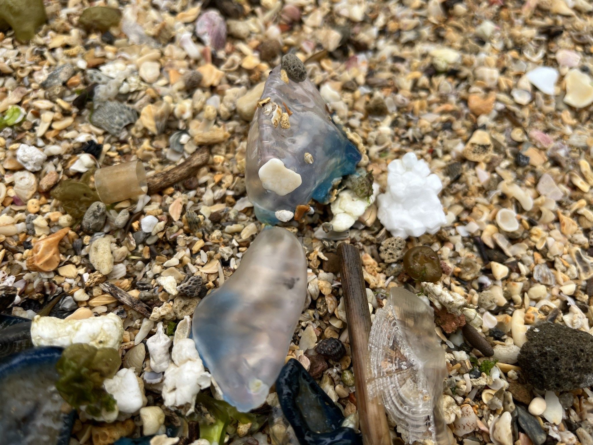 ▲北海岸驚見「世界第三毒」僧帽水母。（圖／翻攝自《北海岸驚見「世界第三毒」僧帽水母》臉書粉專）