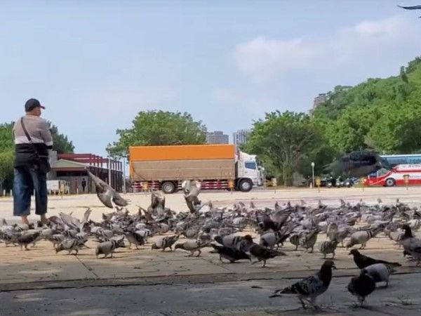 ▲北市動保呼籲勿隨意餵食野鴿。（圖／台北市動物保護處）