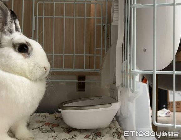 ▲貪吃兔守候餵食機　飼料掉落「張大嘴接」一秒都不能餓到。（圖／Threads@wenlin__5972提供，請勿隨意翻拍，以免侵權。）