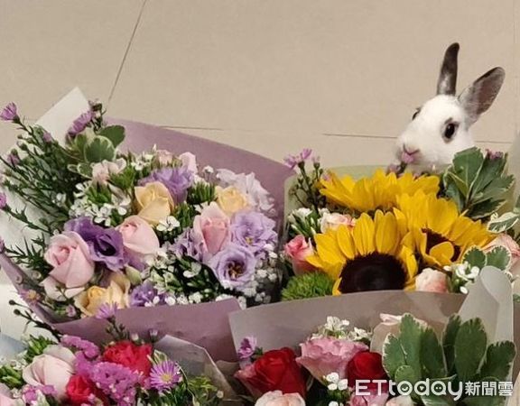 ▲貪吃兔守候餵食機　飼料掉落「張大嘴接」一秒都不能餓到。（圖／Threads@wenlin__5972提供，請勿隨意翻拍，以免侵權。）
