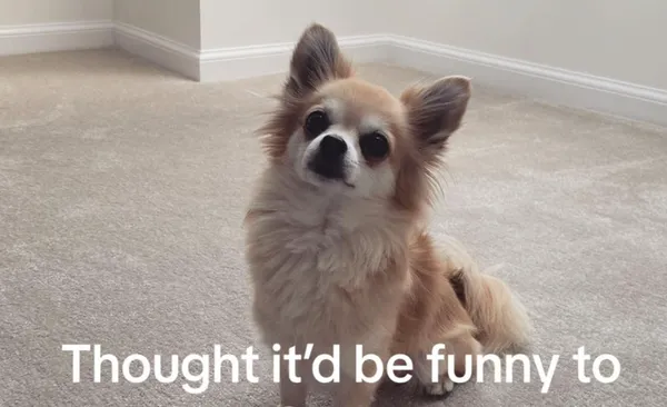 吉娃娃照片「AI擬人化」變帥氣型男　女一看卻崩潰：和老公撞臉。（圖／翻攝自TikTok／@loiswilkinson0）