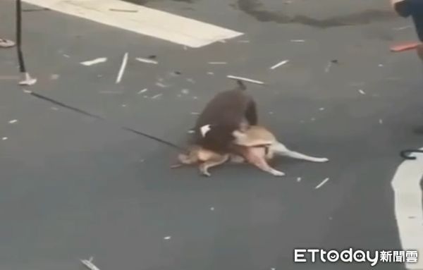 ▲比特犬「撲咬柴犬」救援中被打死　火葬場確定已火化。（圖／記者陳崑福翻攝）