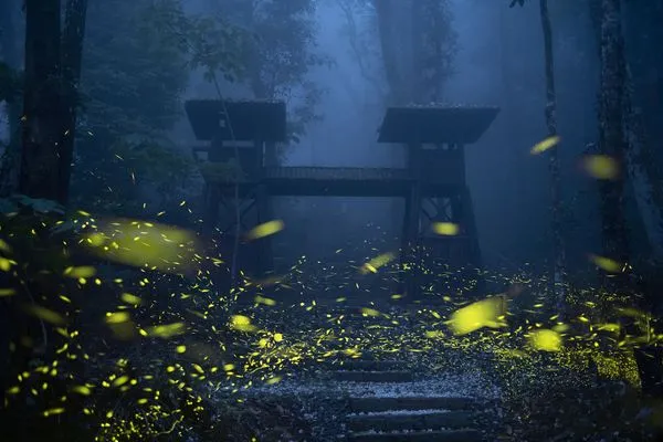 ▲▼嘉義公興森態園區螢火蟲。（圖／嘉義縣政府提供）