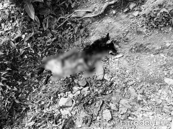 ▲▼監視器拍到黑熊入侵雞場及掠食家犬過程。（圖／花蓮分署提供，下同）