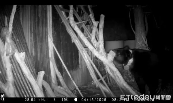 ▲▼監視器拍到黑熊入侵雞場及掠食家犬過程。（圖／花蓮分署提供，下同）