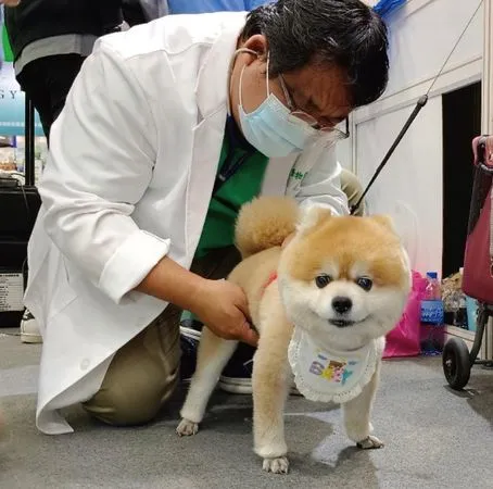 寵物周末健檢。（圖／東森寵物提供）