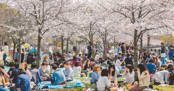 適逢櫻花季，世界各地旅客都湧進日本觀光，專家提醒慎防各種傳染病菌，以免開心出遊、卻染病回家。（圖／報系資料照）