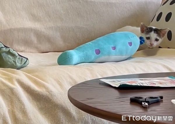 ▲小貓「衰衰臉皺眉」玩逗貓棒　飛機耳認真狩獵卻像超委屈。（圖／Threads@michellefan____提供，請勿隨意翻拍，以免侵權。）
