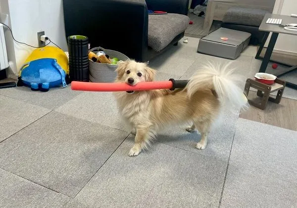 ▲日本「阿金武士」叼泡棉玩具刀趴趴走　還會不小心砍到人。（圖／翻攝自X／@monaka_0507）