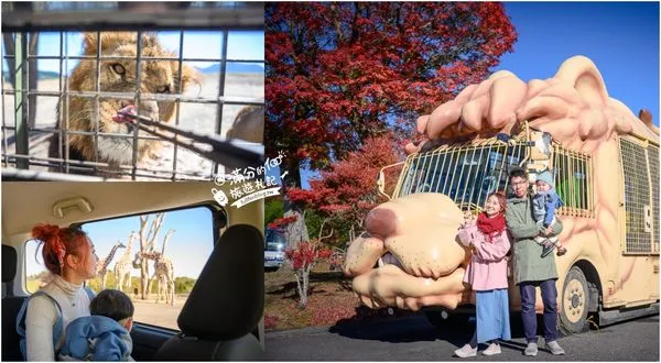 ▲▼【2025九州自然動物園】叢林巴士購票玩樂攻略!體驗餵獅子大象和駱駝,還能和長頸鹿合影超震撼。（圖／部落客滿分授權提供）