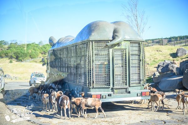 ▲▼【2025九州自然動物園】叢林巴士購票玩樂攻略!體驗餵獅子大象和駱駝,還能和長頸鹿合影超震撼。（圖／部落客滿分授權提供）