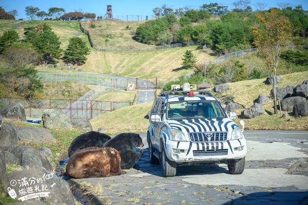 ▲▼【2025九州自然動物園】叢林巴士購票玩樂攻略!體驗餵獅子大象和駱駝,還能和長頸鹿合影超震撼。（圖／部落客滿分授權提供）