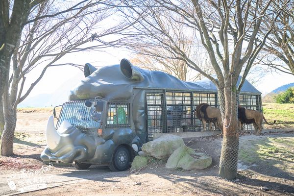 ▲▼【2025九州自然動物園】叢林巴士購票玩樂攻略!體驗餵獅子大象和駱駝,還能和長頸鹿合影超震撼。（圖／部落客滿分授權提供）