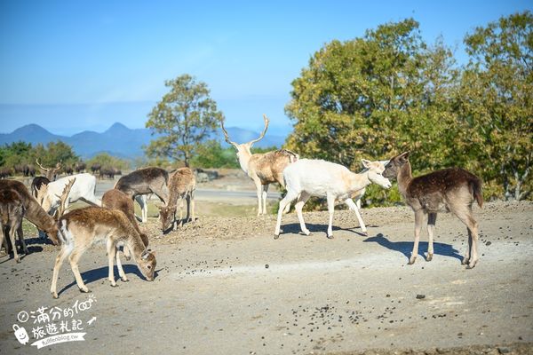 ▲▼【2025九州自然動物園】叢林巴士購票玩樂攻略!體驗餵獅子大象和駱駝,還能和長頸鹿合影超震撼。（圖／部落客滿分授權提供）