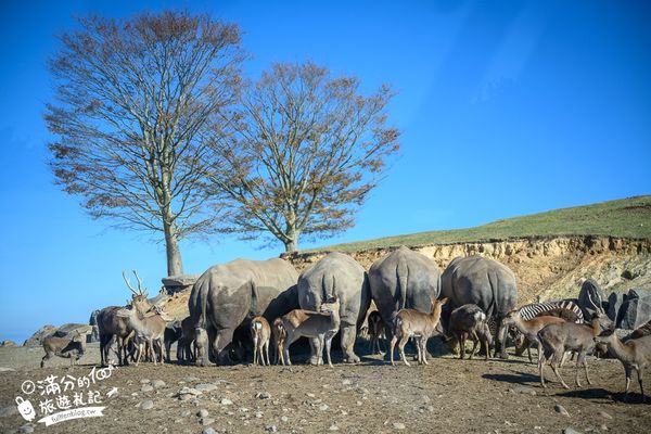 ▲▼【2025九州自然動物園】叢林巴士購票玩樂攻略!體驗餵獅子大象和駱駝,還能和長頸鹿合影超震撼。（圖／部落客滿分授權提供）