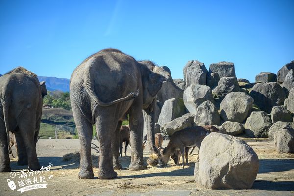 ▲▼【2025九州自然動物園】叢林巴士購票玩樂攻略!體驗餵獅子大象和駱駝,還能和長頸鹿合影超震撼。（圖／部落客滿分授權提供）