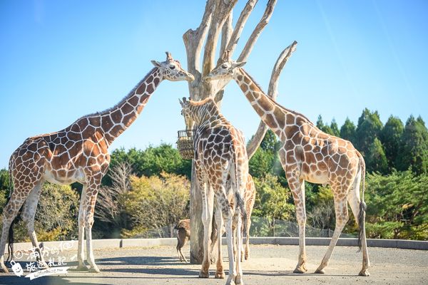 ▲▼【2025九州自然動物園】叢林巴士購票玩樂攻略!體驗餵獅子大象和駱駝,還能和長頸鹿合影超震撼。（圖／部落客滿分授權提供）