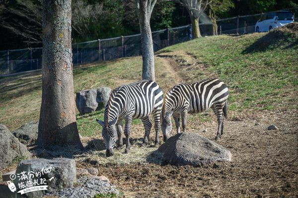 ▲▼【2025九州自然動物園】叢林巴士購票玩樂攻略!體驗餵獅子大象和駱駝,還能和長頸鹿合影超震撼。（圖／部落客滿分授權提供）