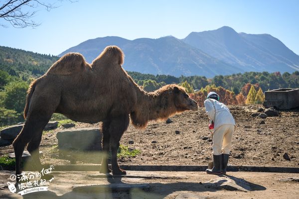 ▲▼【2025九州自然動物園】叢林巴士購票玩樂攻略!體驗餵獅子大象和駱駝,還能和長頸鹿合影超震撼。（圖／部落客滿分授權提供）