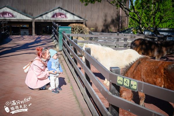 ▲▼【2025九州自然動物園】叢林巴士購票玩樂攻略!體驗餵獅子大象和駱駝,還能和長頸鹿合影超震撼。（圖／部落客滿分授權提供）