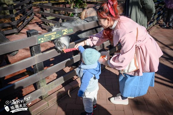 ▲▼【2025九州自然動物園】叢林巴士購票玩樂攻略!體驗餵獅子大象和駱駝,還能和長頸鹿合影超震撼。（圖／部落客滿分授權提供）