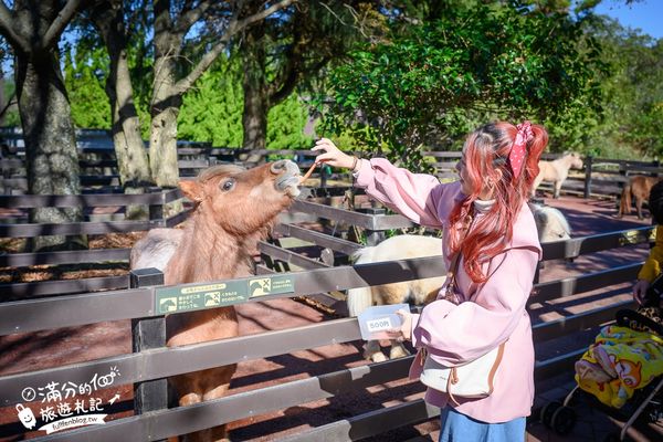 ▲▼【2025九州自然動物園】叢林巴士購票玩樂攻略!體驗餵獅子大象和駱駝,還能和長頸鹿合影超震撼。（圖／部落客滿分授權提供）