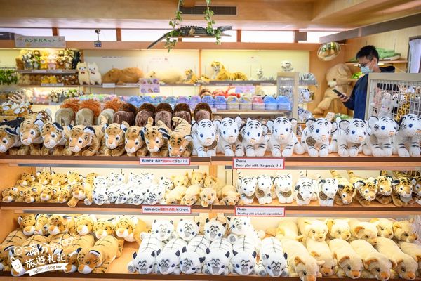 ▲▼【2025九州自然動物園】叢林巴士購票玩樂攻略!體驗餵獅子大象和駱駝,還能和長頸鹿合影超震撼。（圖／部落客滿分授權提供）