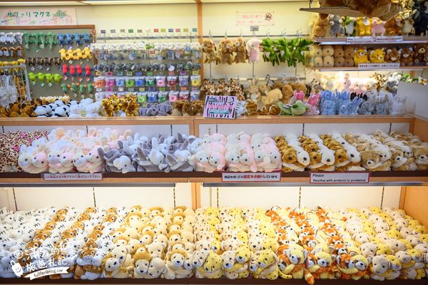 ▲▼【2025九州自然動物園】叢林巴士購票玩樂攻略!體驗餵獅子大象和駱駝,還能和長頸鹿合影超震撼。（圖／部落客滿分授權提供）