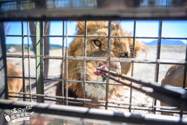 ▲▼【2025九州自然動物園】叢林巴士購票玩樂攻略!體驗餵獅子大象和駱駝,還能和長頸鹿合影超震撼。（圖／部落客滿分授權提供）