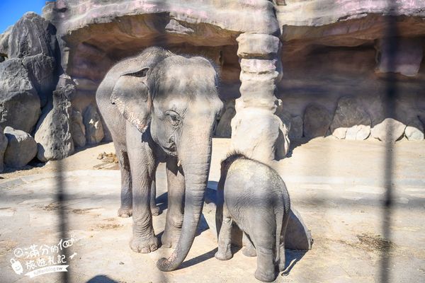 ▲▼【2025九州自然動物園】叢林巴士購票玩樂攻略!體驗餵獅子大象和駱駝,還能和長頸鹿合影超震撼。（圖／部落客滿分授權提供）