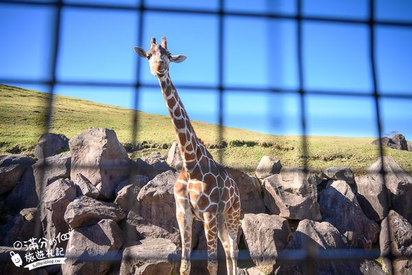 ▲▼【2025九州自然動物園】叢林巴士購票玩樂攻略!體驗餵獅子大象和駱駝,還能和長頸鹿合影超震撼。（圖／部落客滿分授權提供）