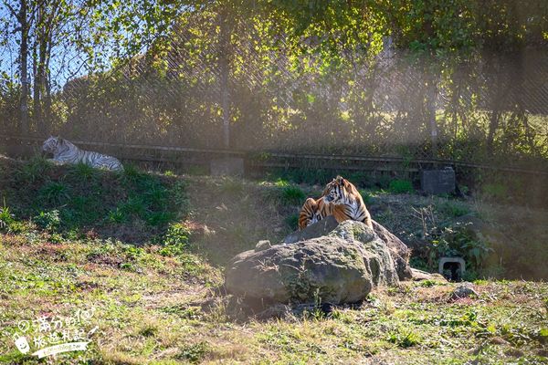 ▲▼【2025九州自然動物園】叢林巴士購票玩樂攻略!體驗餵獅子大象和駱駝,還能和長頸鹿合影超震撼。（圖／部落客滿分授權提供）