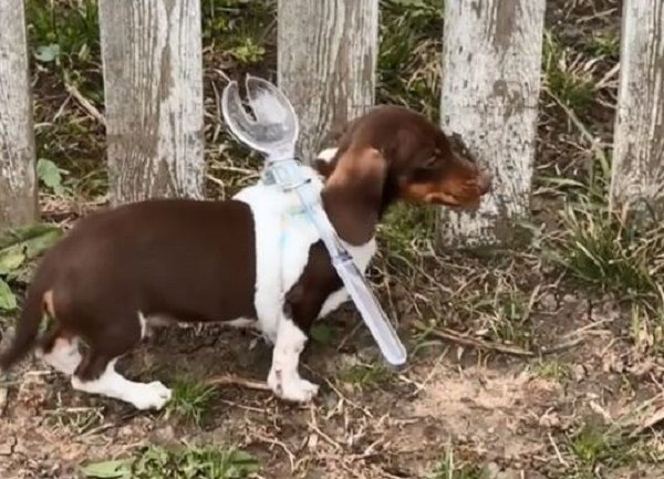 ▲臘腸幼犬戴「羞恥湯匙」防越獄　亂跑想甩掉1個小時才放棄。（圖／翻攝自TikTok／@stellaandsteel）