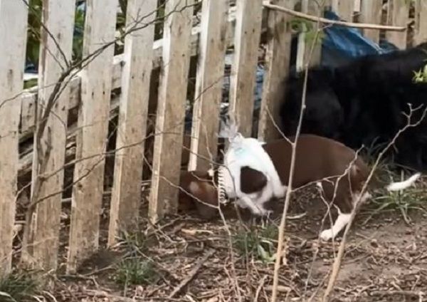 ▲臘腸幼犬戴「羞恥湯匙」防越獄　亂跑想甩掉1個小時才放棄。（圖／翻攝自TikTok／@stellaandsteel）