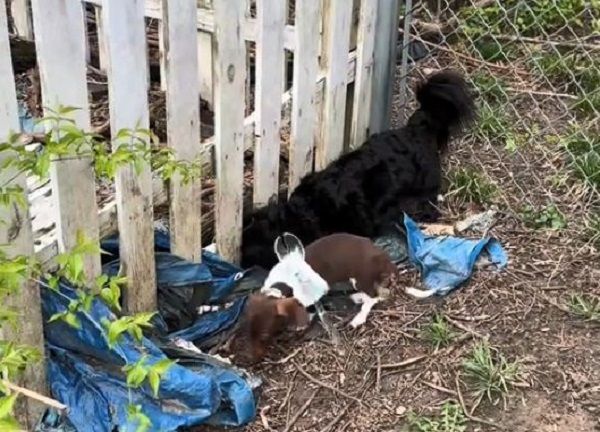 ▲臘腸幼犬戴「羞恥湯匙」防越獄　亂跑想甩掉1個小時才放棄。（圖／翻攝自TikTok／@stellaandsteel）