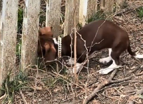 ▲臘腸幼犬戴「羞恥湯匙」防越獄　亂跑想甩掉1個小時才放棄。（圖／翻攝自TikTok／@stellaandsteel）