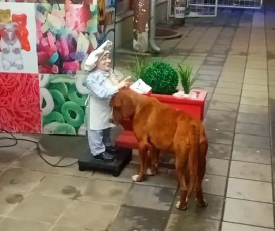 流浪狗找雕像討拍。（圖／翻攝自Tiktok@vesna.vukojevic）