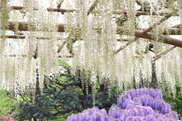 ▲▼日本足利花卉公園－紫藤花海。（圖／《妮可魯的飛行日記》授權提供）