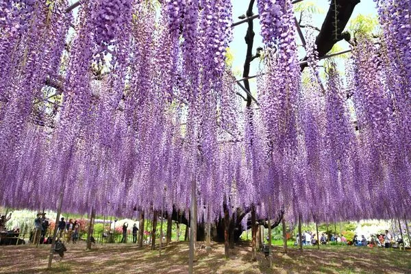 ▲▼日本足利花卉公園－紫藤花海。（圖／《妮可魯的飛行日記》授權提供）