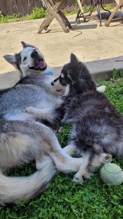 哈士奇媽媽執意陪在寶寶身邊。（圖／翻攝自Kentucky Humane Society）