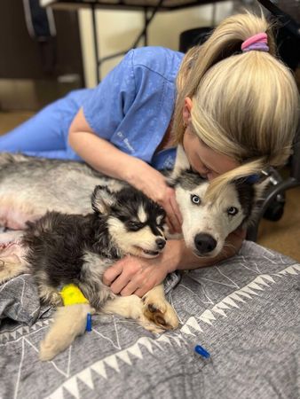 哈士奇媽媽執意陪在寶寶身邊。（圖／翻攝自Kentucky Humane Society）