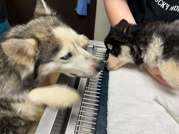 哈士奇媽媽執意陪在寶寶身邊。（圖／翻攝自Kentucky Humane Society）