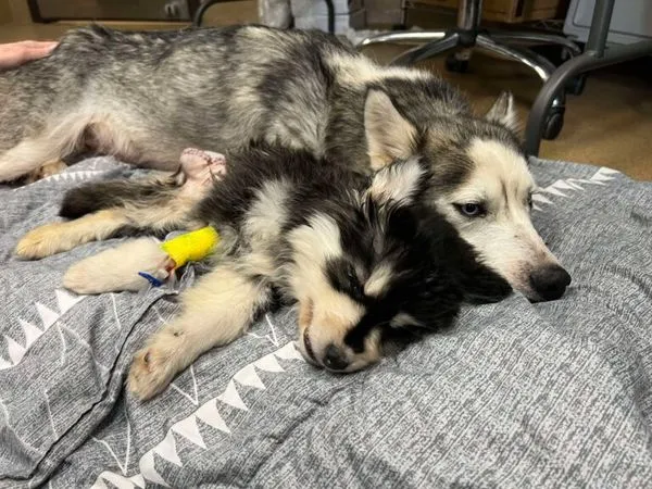 哈士奇媽媽執意陪在寶寶身邊。（圖／翻攝自Kentucky Humane Society）